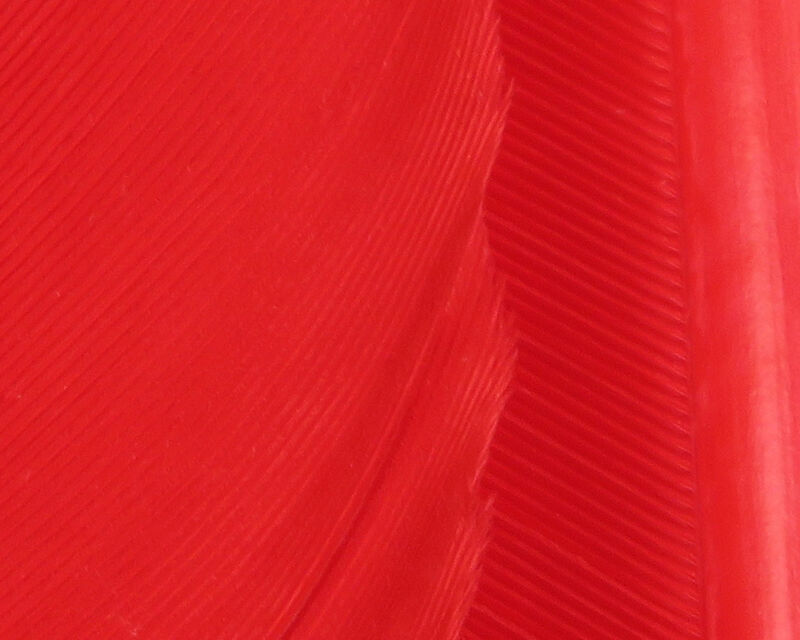Turkey Biot Quills - 14