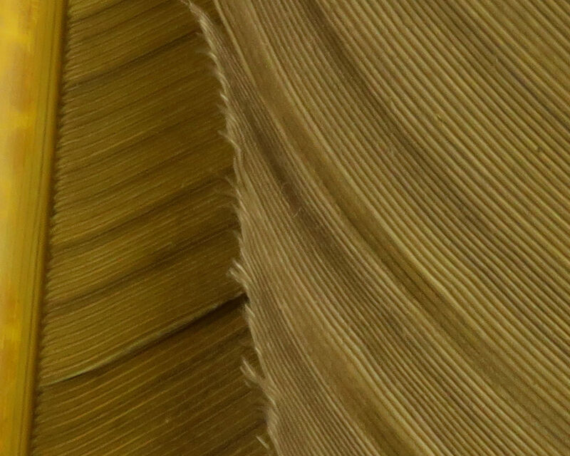 Turkey Biot Quills - 12