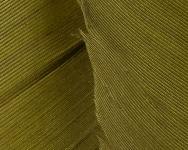Turkey Biot Quills - 9
