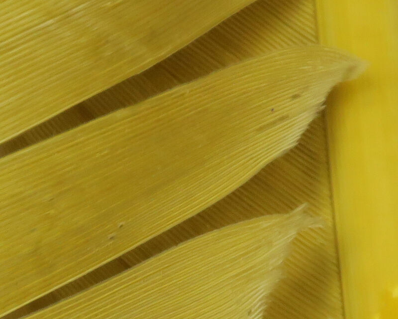 Turkey Biot Quills - 10