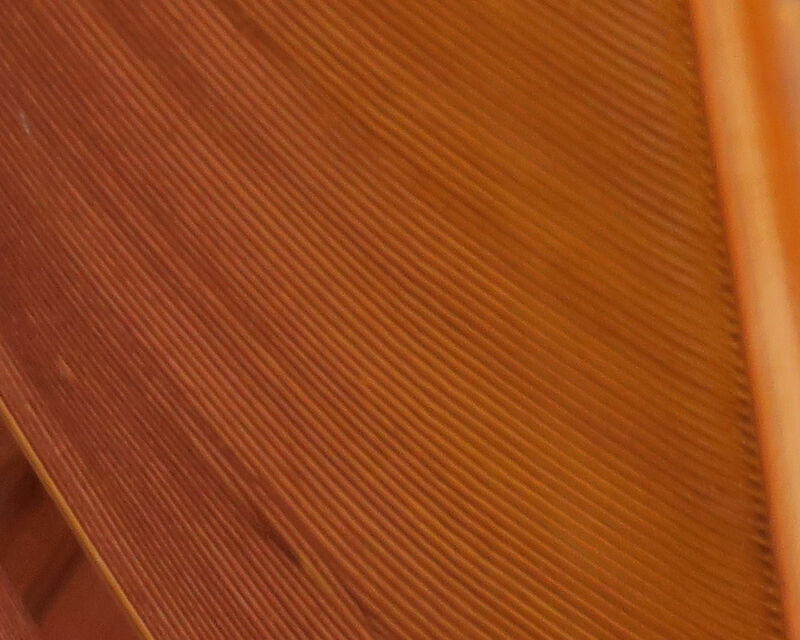 Turkey Biot Quills - 23