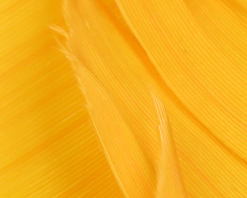 Turkey Biot Quills - 24