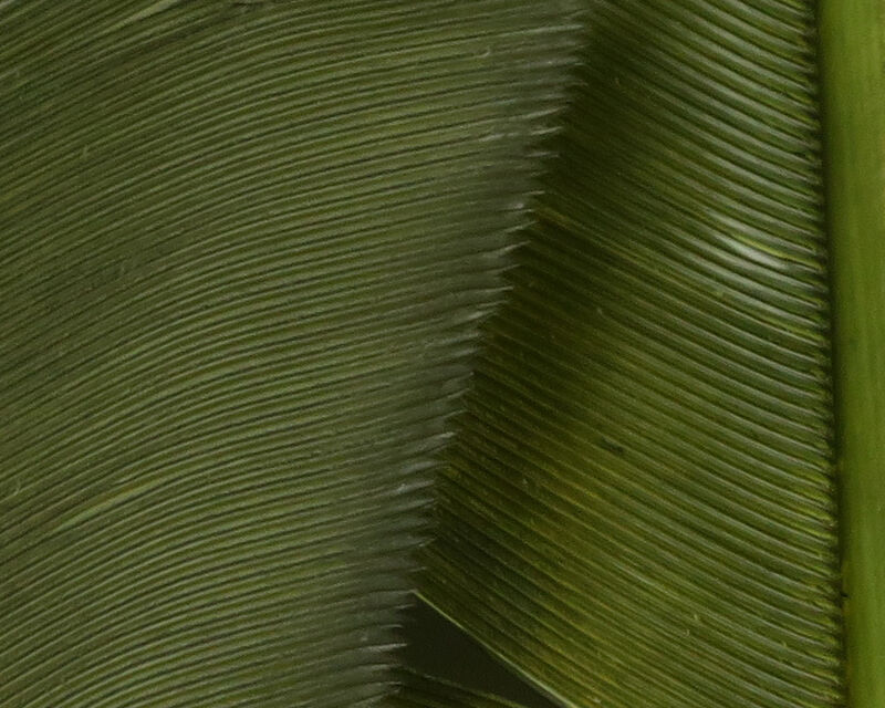Turkey Biot Quills - 21