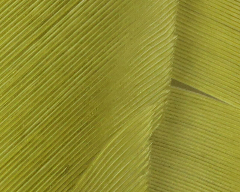 Turkey Biot Quills - 7