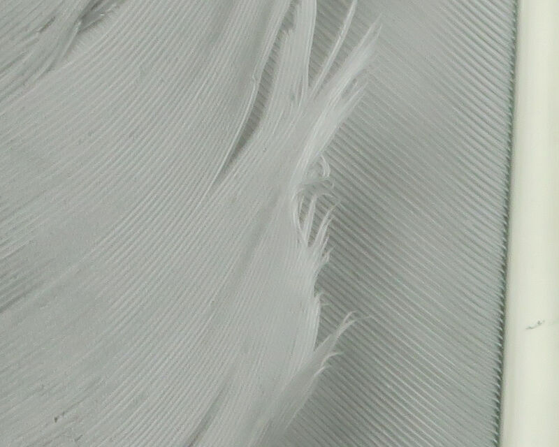 Turkey Biot Quills - 5