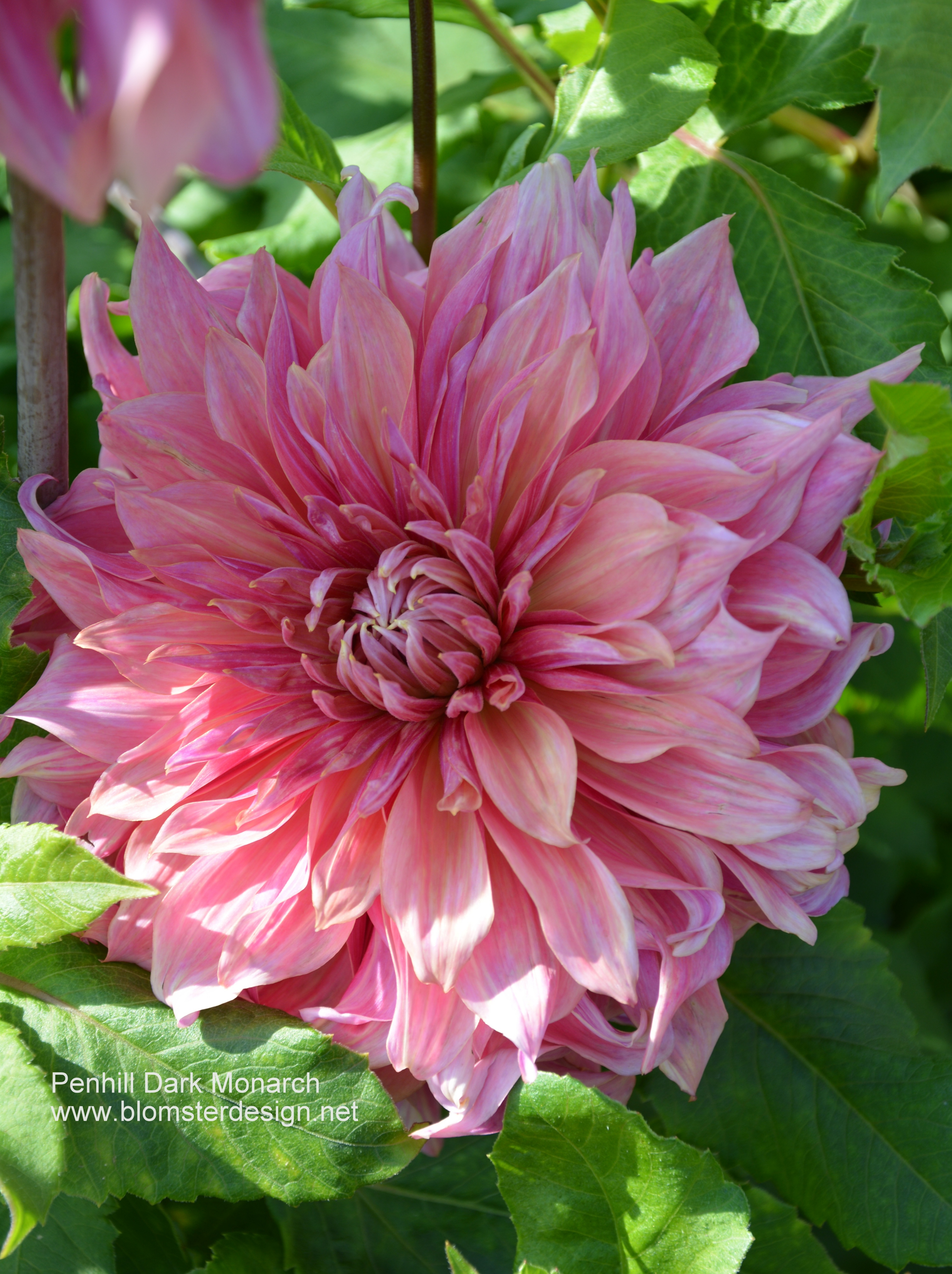 Dahlia Penhill Dark Monarch - 3