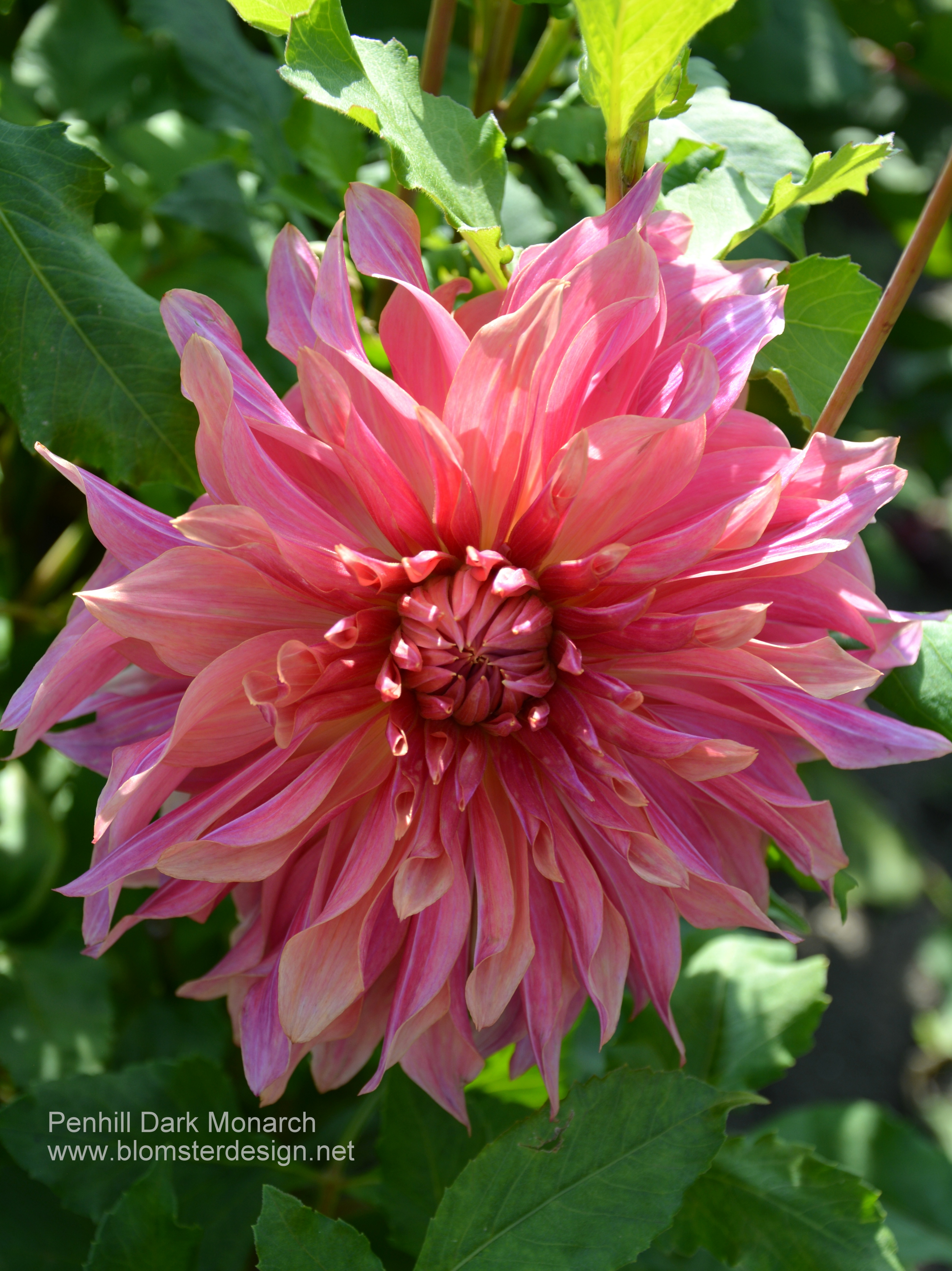 Dahlia Penhill Dark Monarch