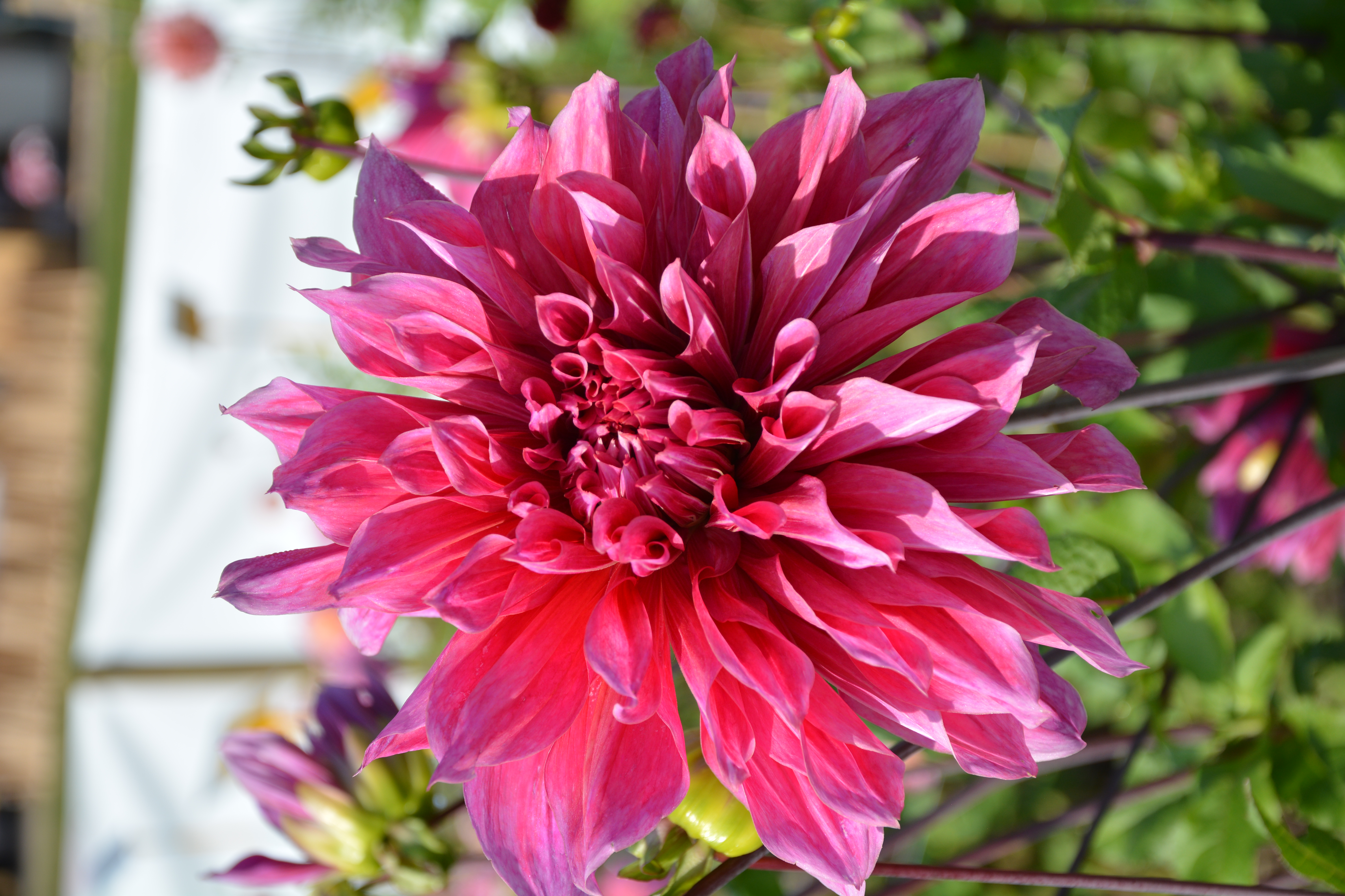Dahlia Penhill Dark Monarch - 4