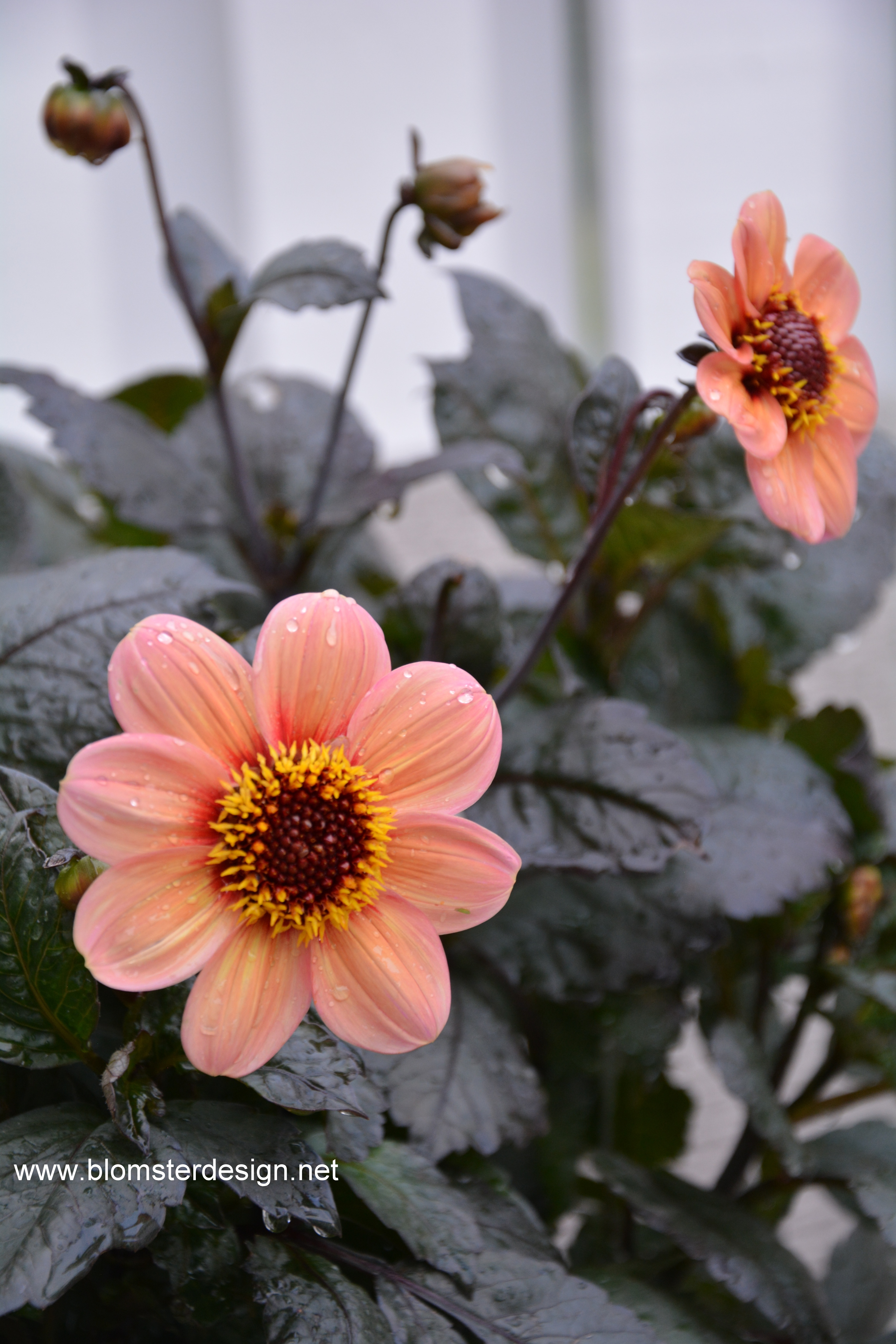 Dahlia HS first Love