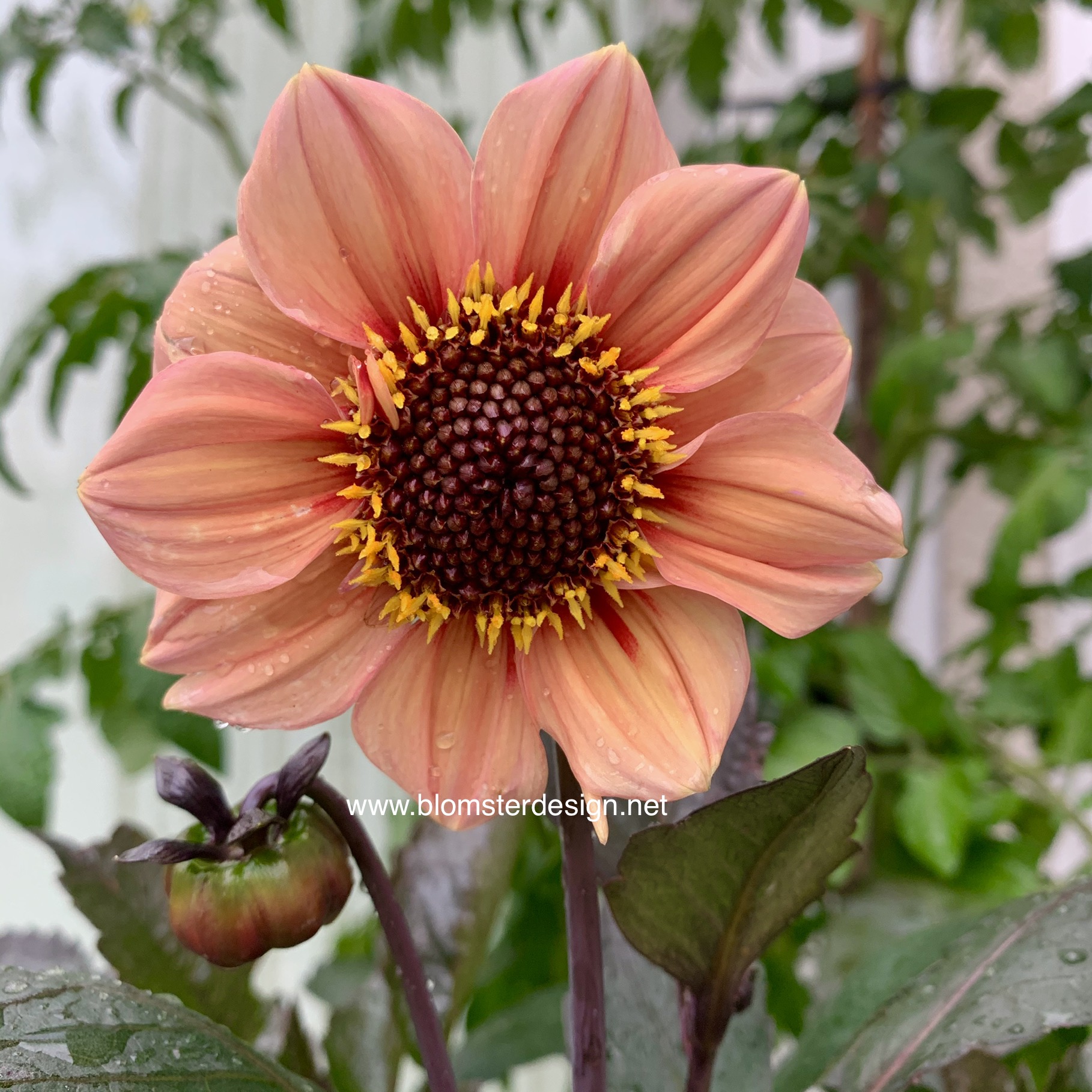 Dahlia HS first Love - 3