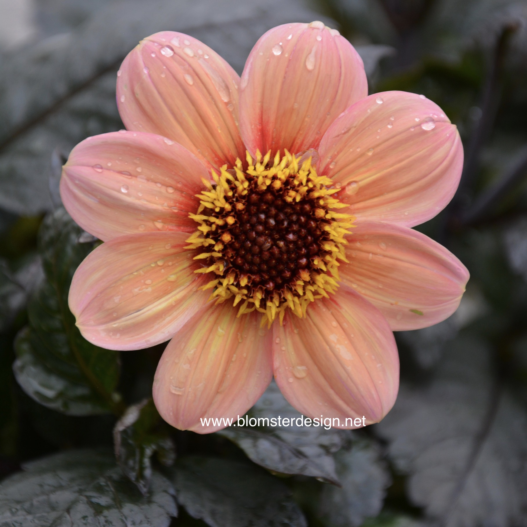 Dahlia HS first Love