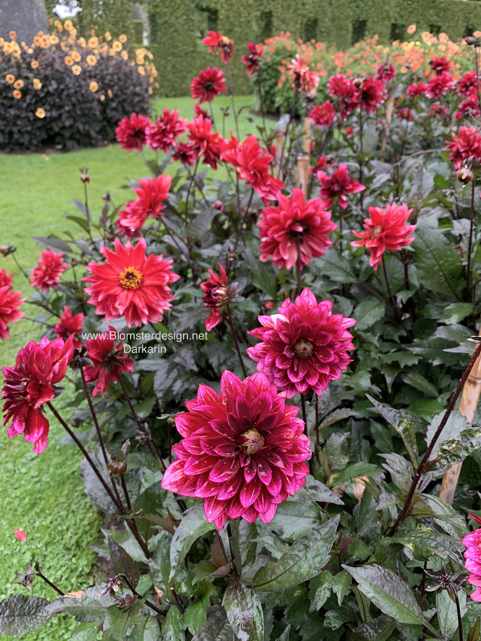 Dahlia Darkarin