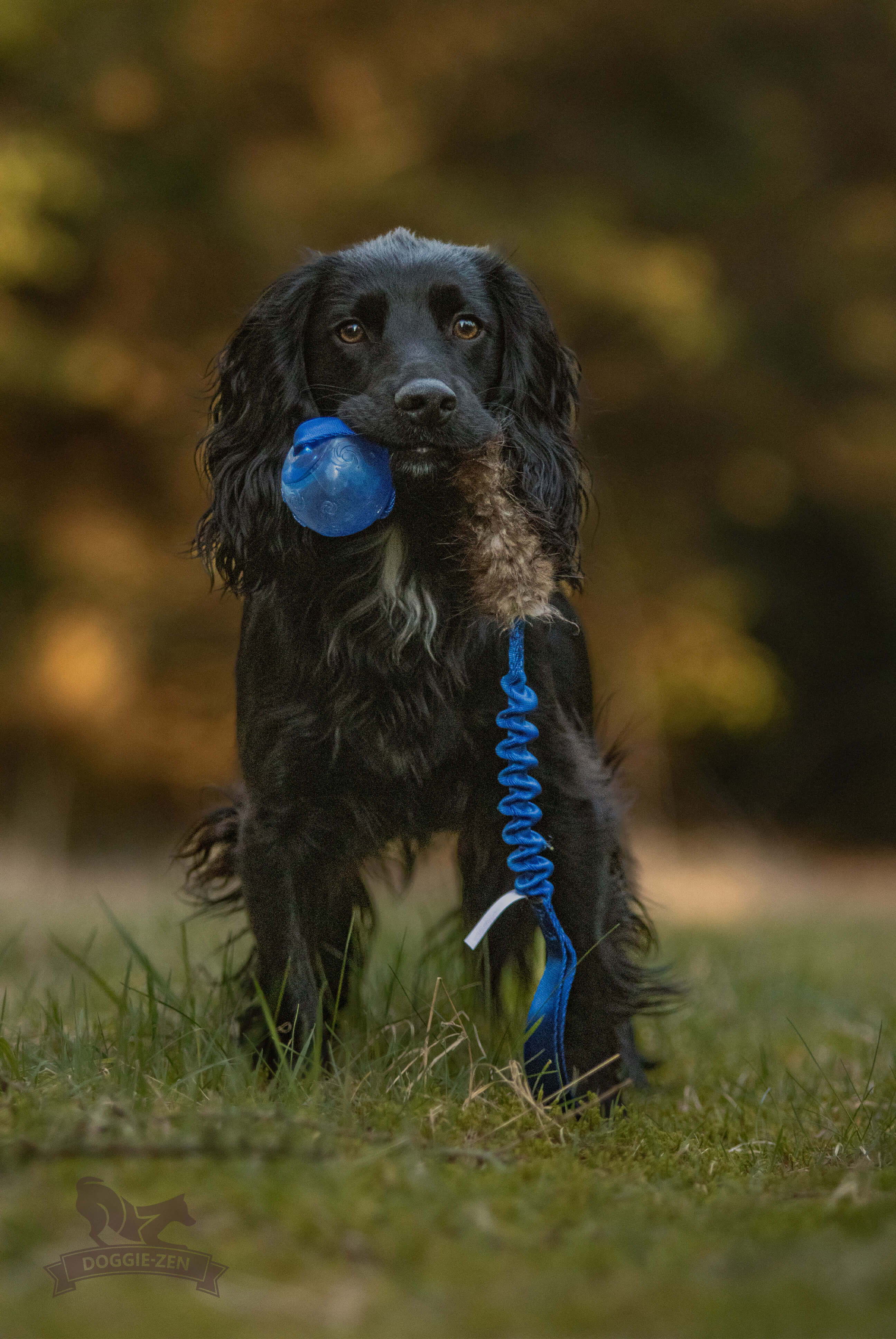 Bungee Beaver Tug L with KONG Squeezz Ball - 6
