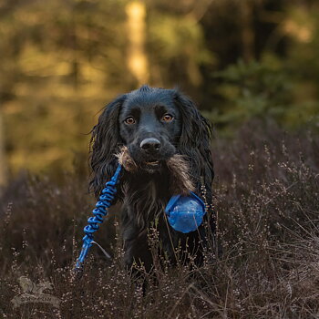 Bungee Beaver Tug L with KONG Squeezz Ball