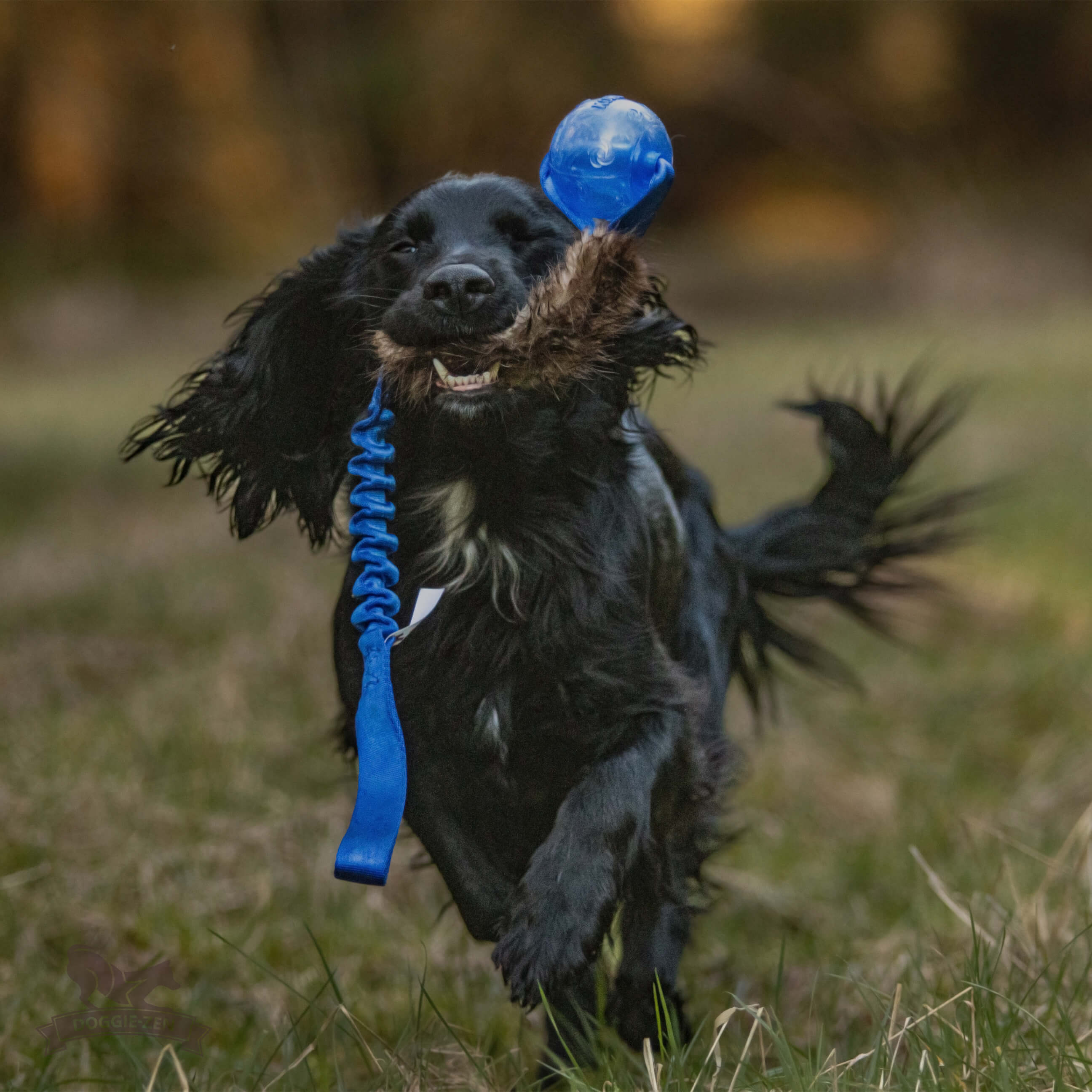 Bungee Beaver Tug L with KONG Squeezz Ball - 3