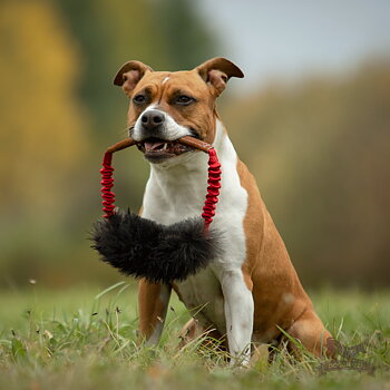 Bungee Sheepskin & Cow Ring