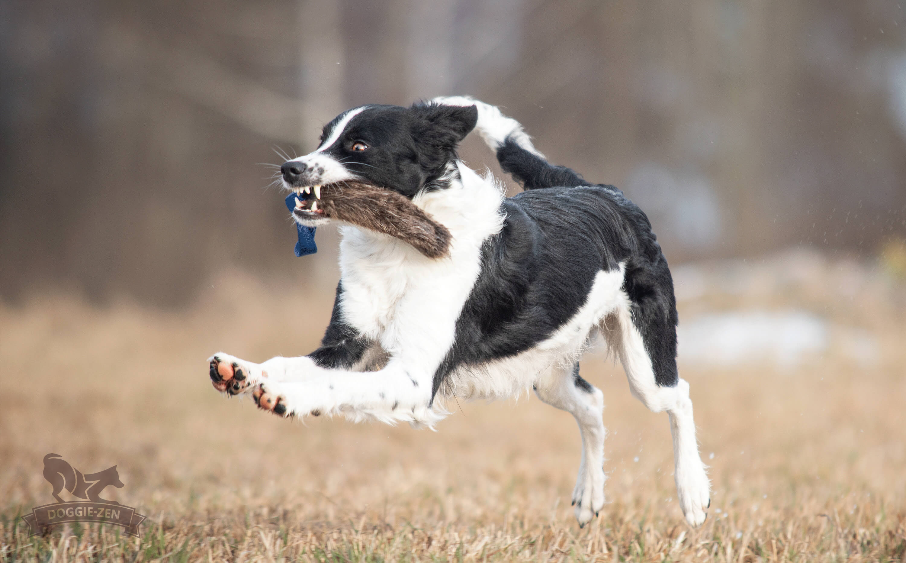 Fickkampis bäver - 2
