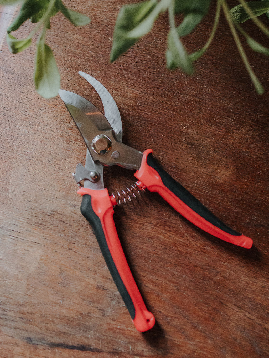 Sekatör för beskärning