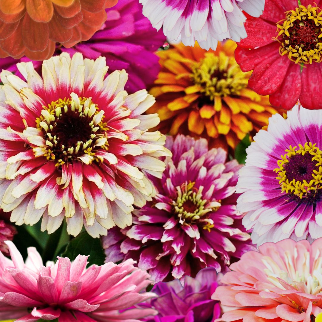 Zinnia - Whirlygig Mix