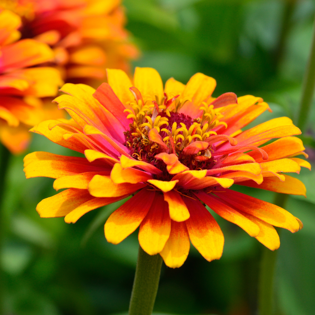 Zinnia - Whirlygig Mix - 5
