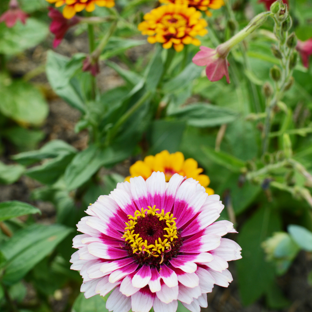 Zinnia - Whirlygig Mix