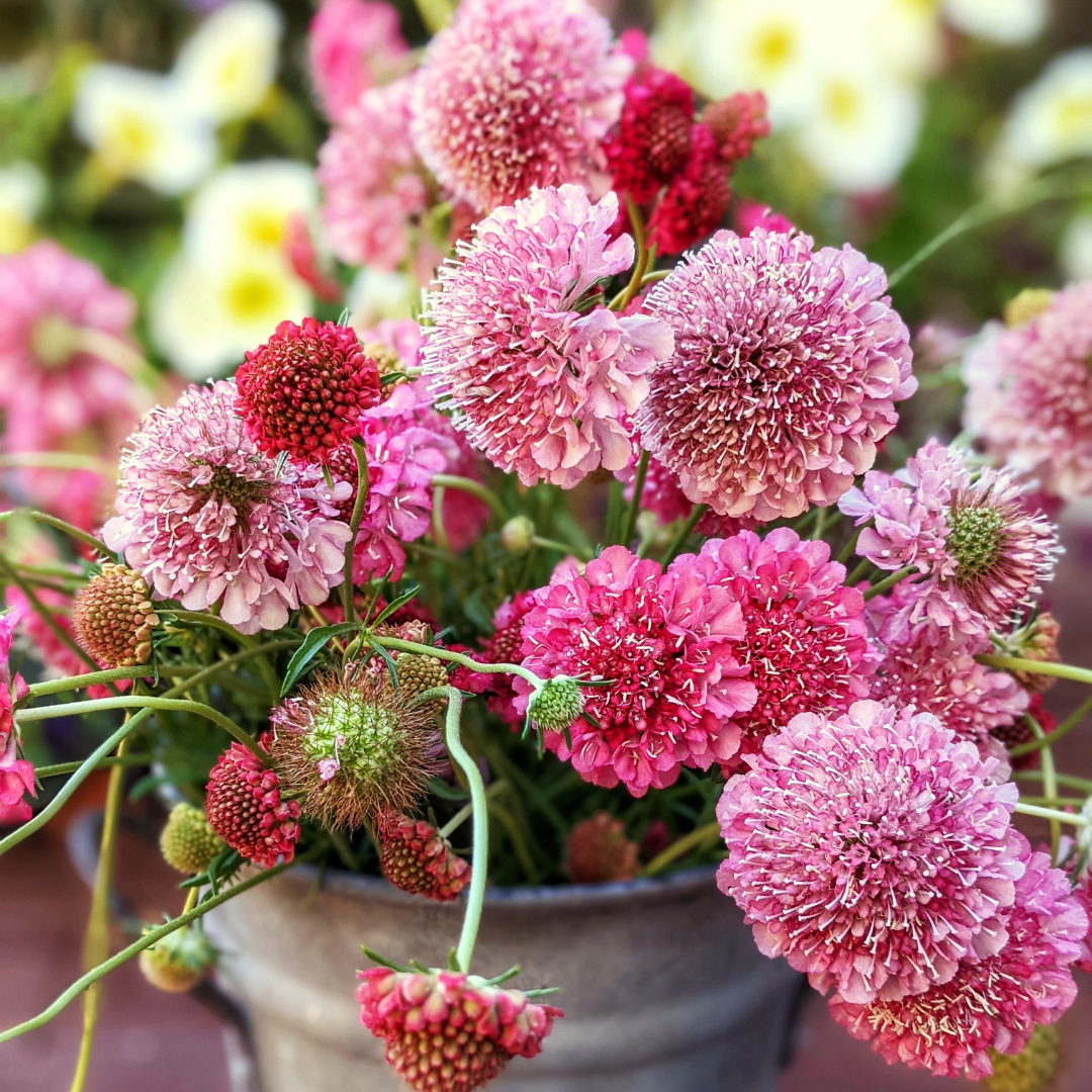 Praktvädd - Salmon Rose