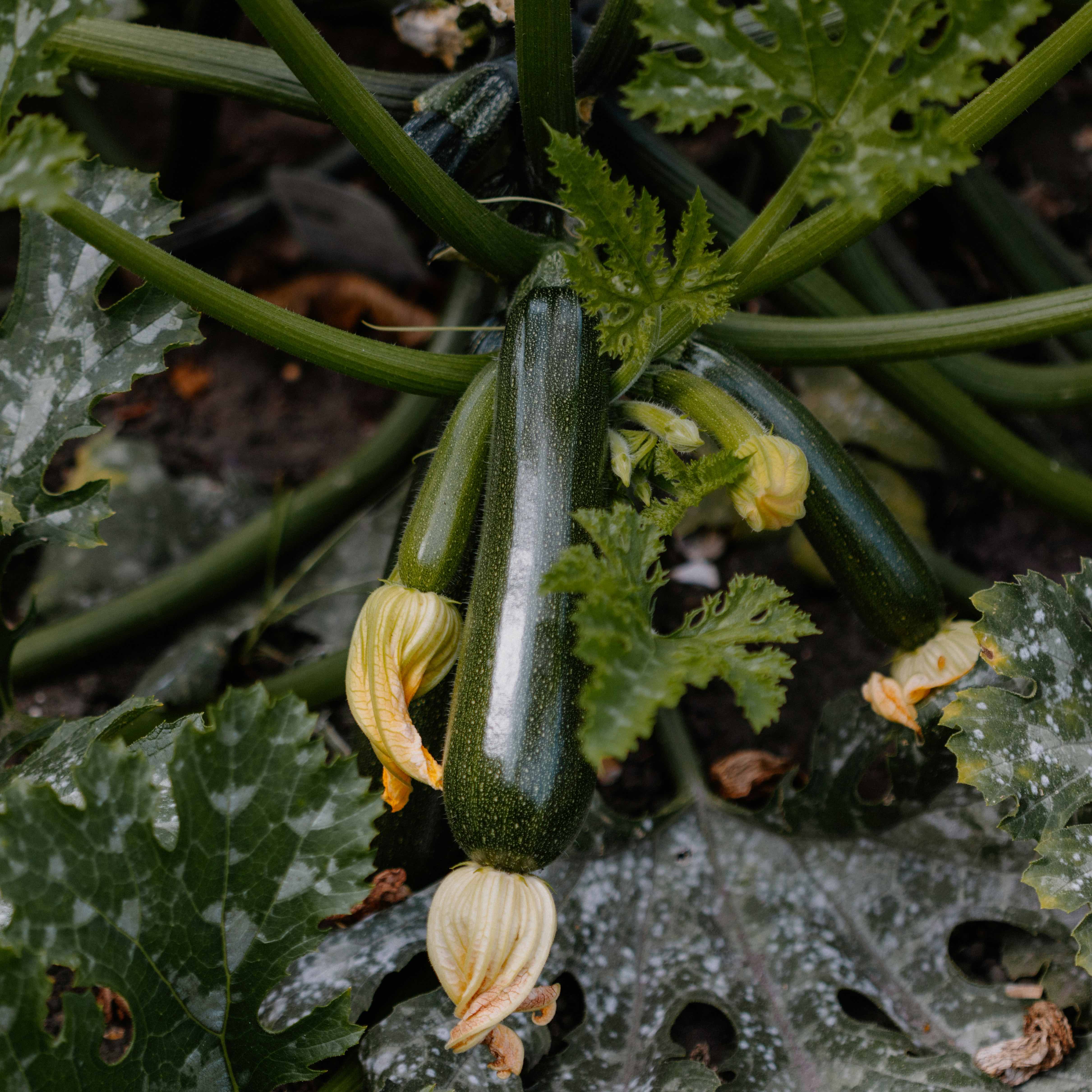 KRAV Zucchini - Torfolk & Vänner