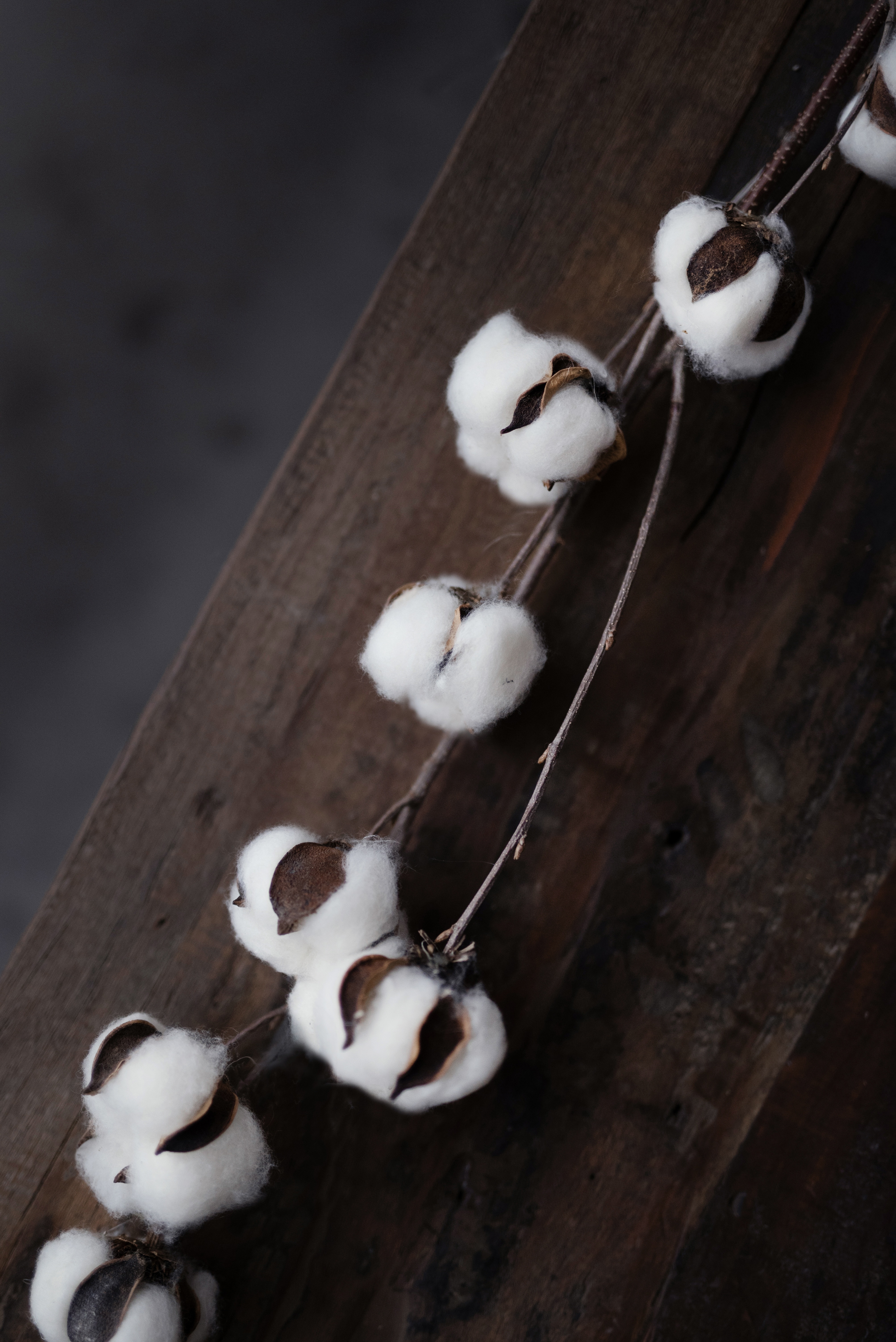 Cotton branch - Branch with cotton - 80 cm