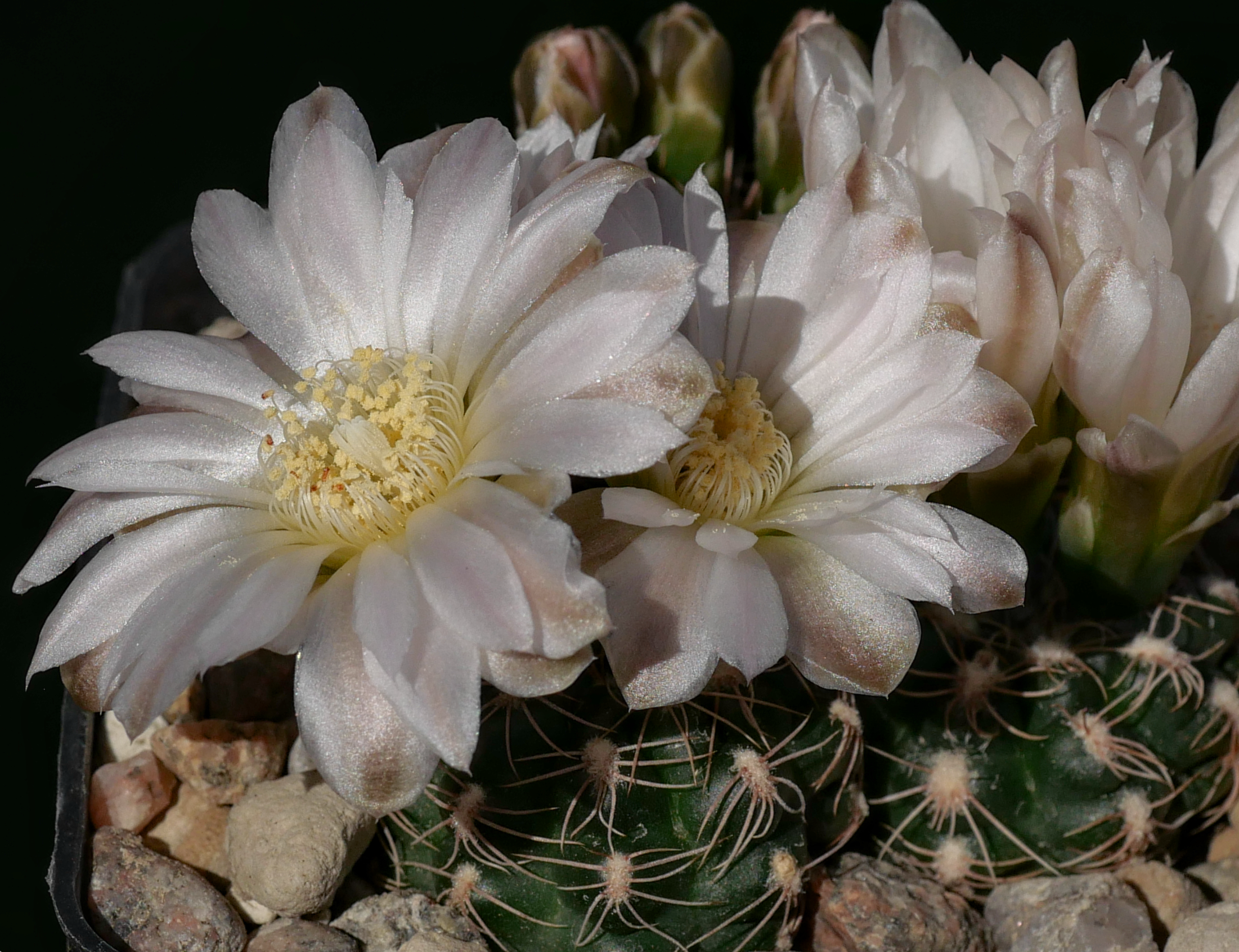 Gymnocalycium bruchii v. ludwigii CH 1059 (N La Punilla)