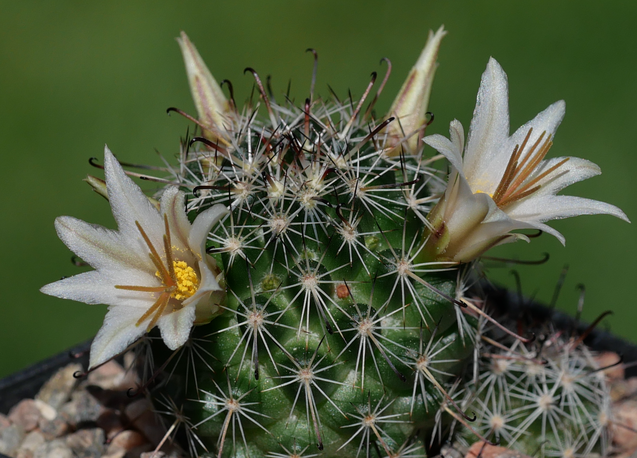 Mammillaria louise GM 1298