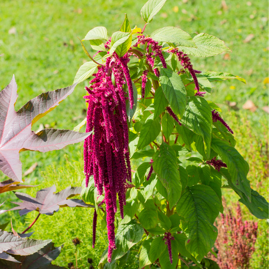 Rävsvans - Love Lies Bleeding