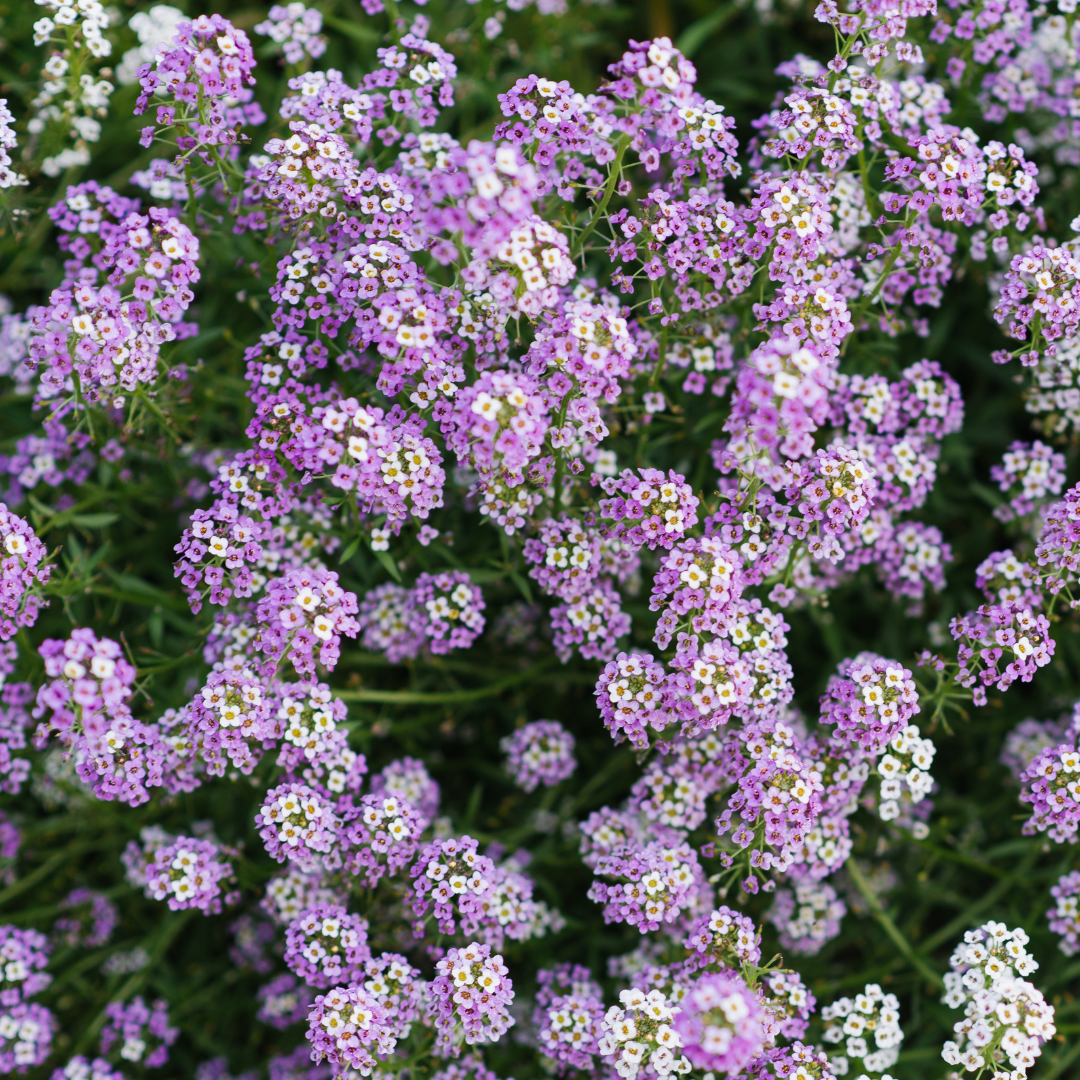 Strandkrassing - Royal Carpet