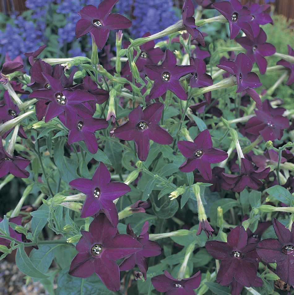 Dofttobak Deep Purple 15 frön - 3