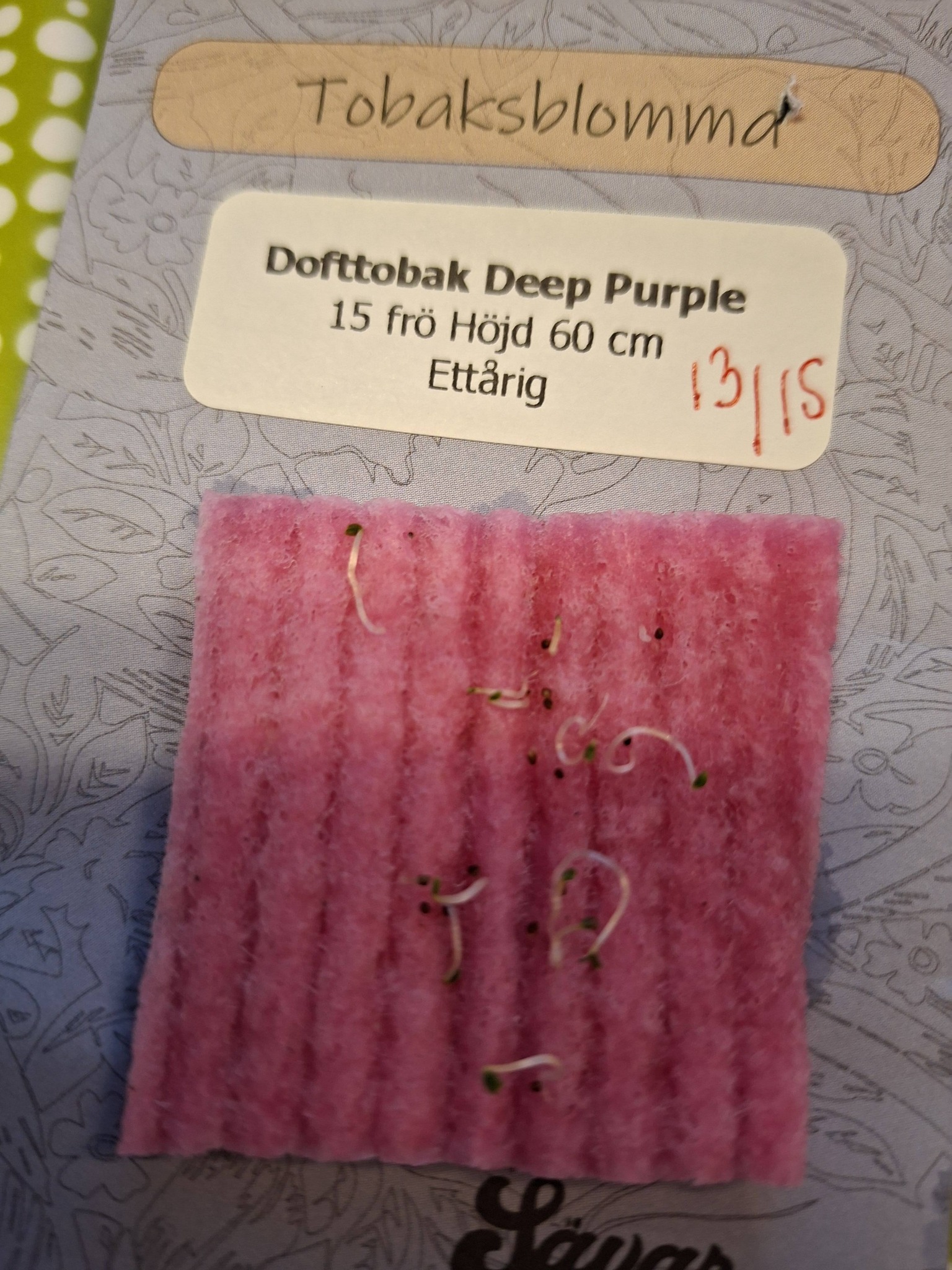 Dofttobak Deep Purple 15 frön - 5