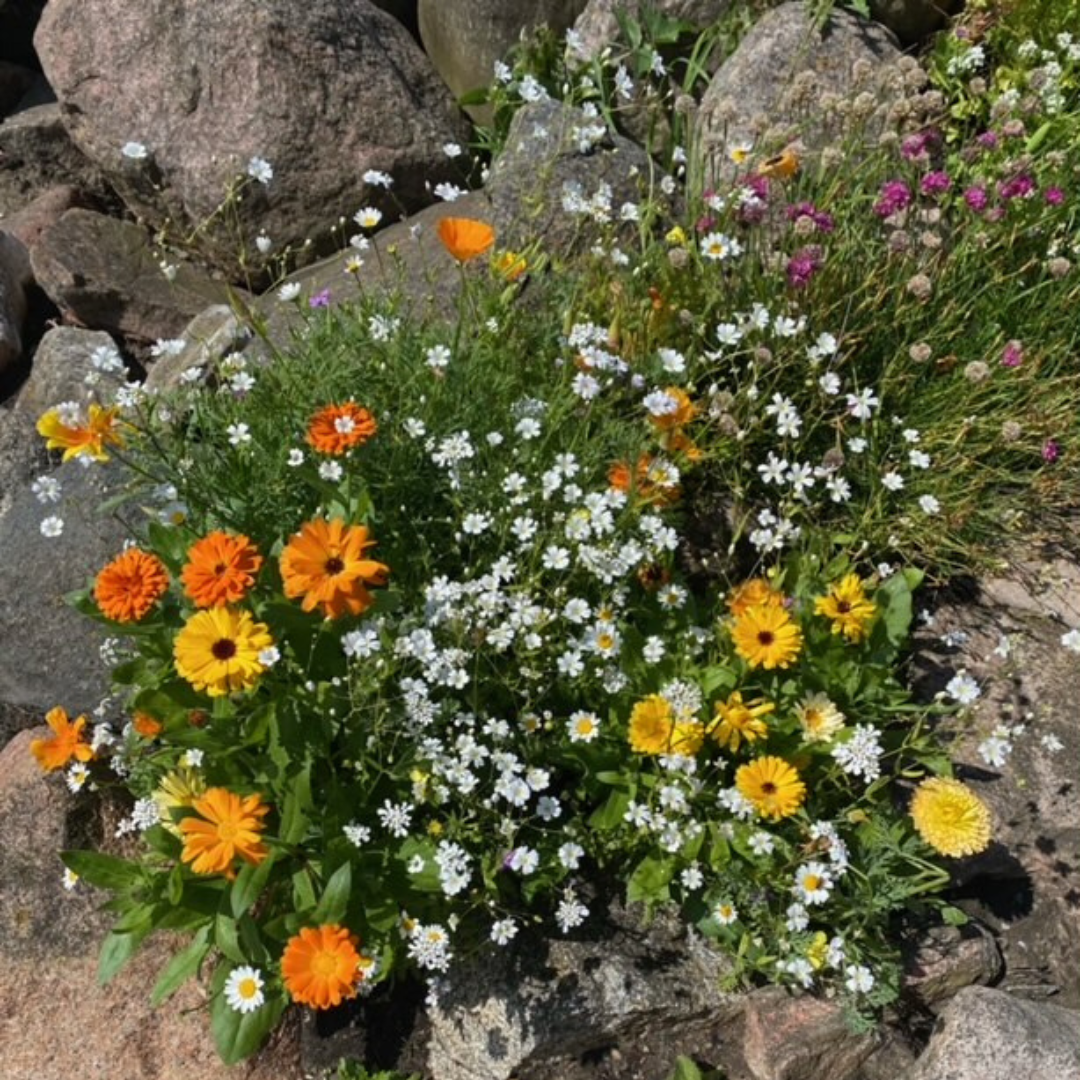 Ettårig Blomstermix - Sand och Sten - 4