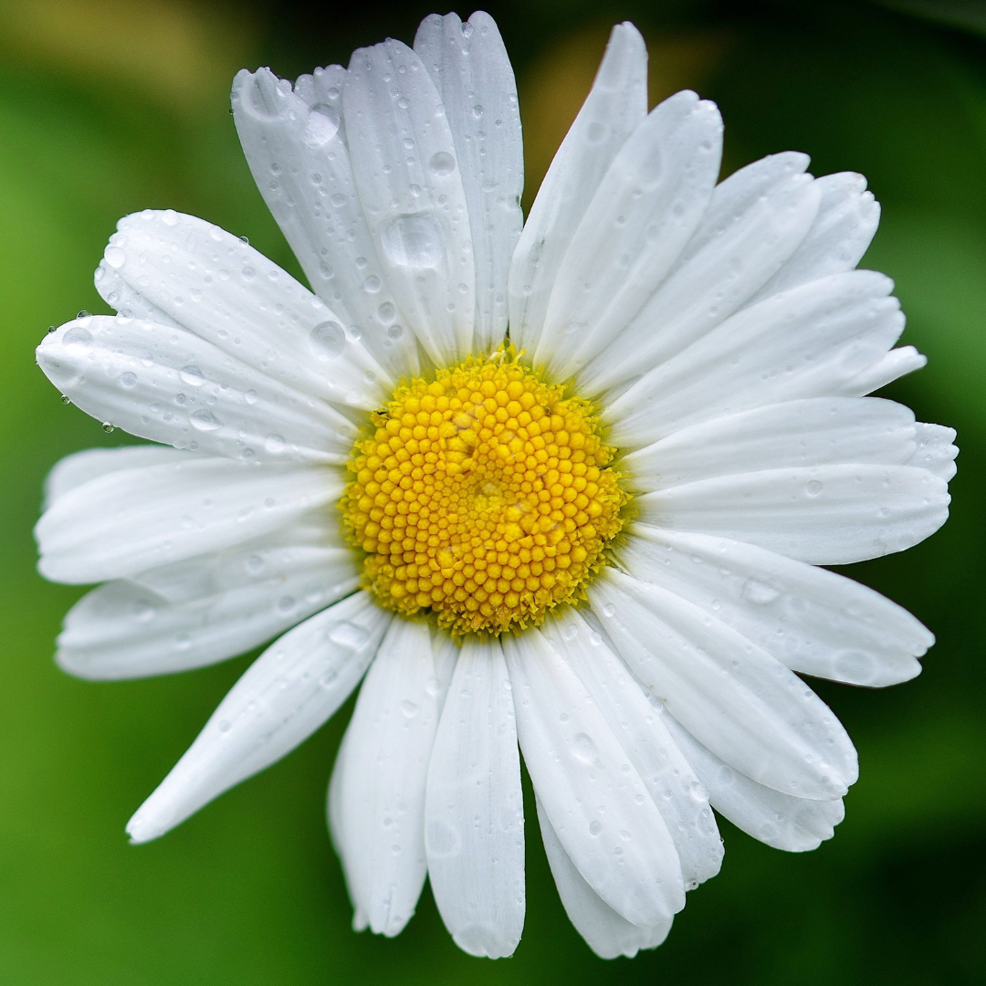 Blomstermix - White Shades - 5