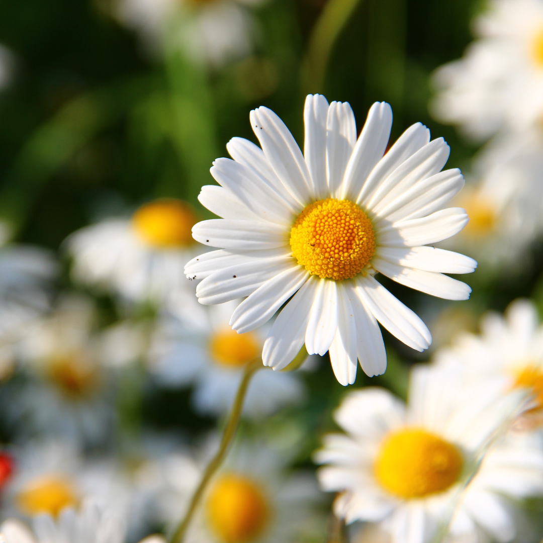 Blomstermix - White Shades - 4