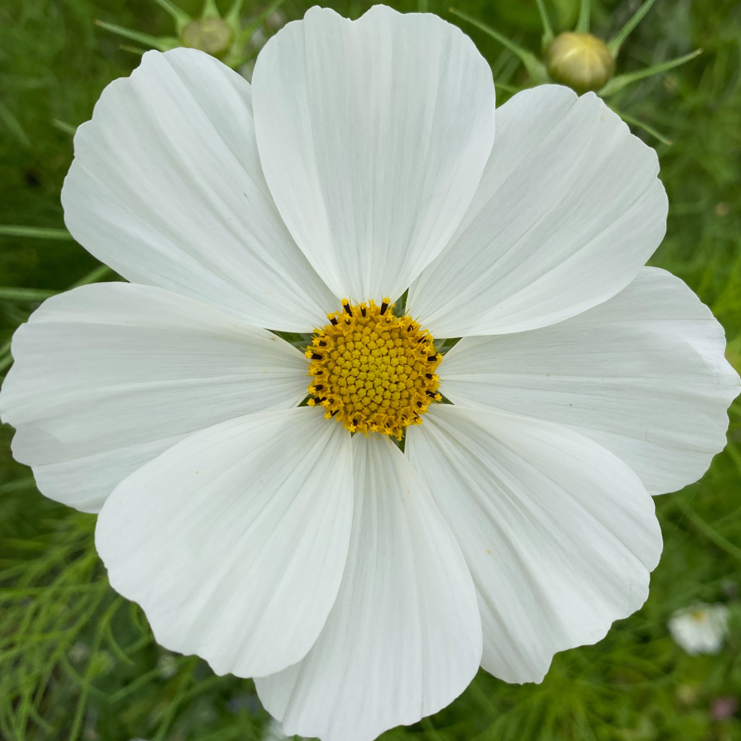 Blomstermix - White Shades
