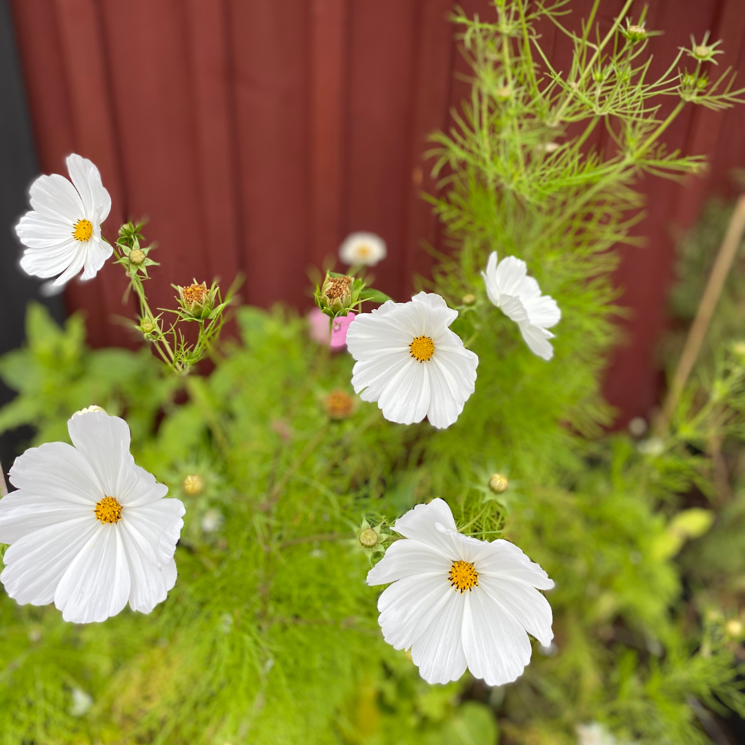 Blomstermix - White Shades - 3