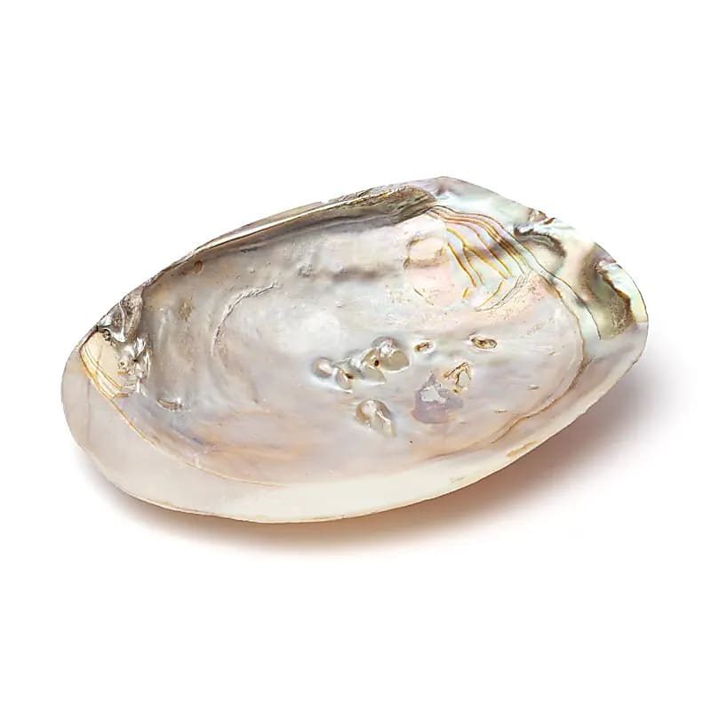 Snäckskal med Pärlemor och Pärla - Smudgeskål, ca. 16cm - 3