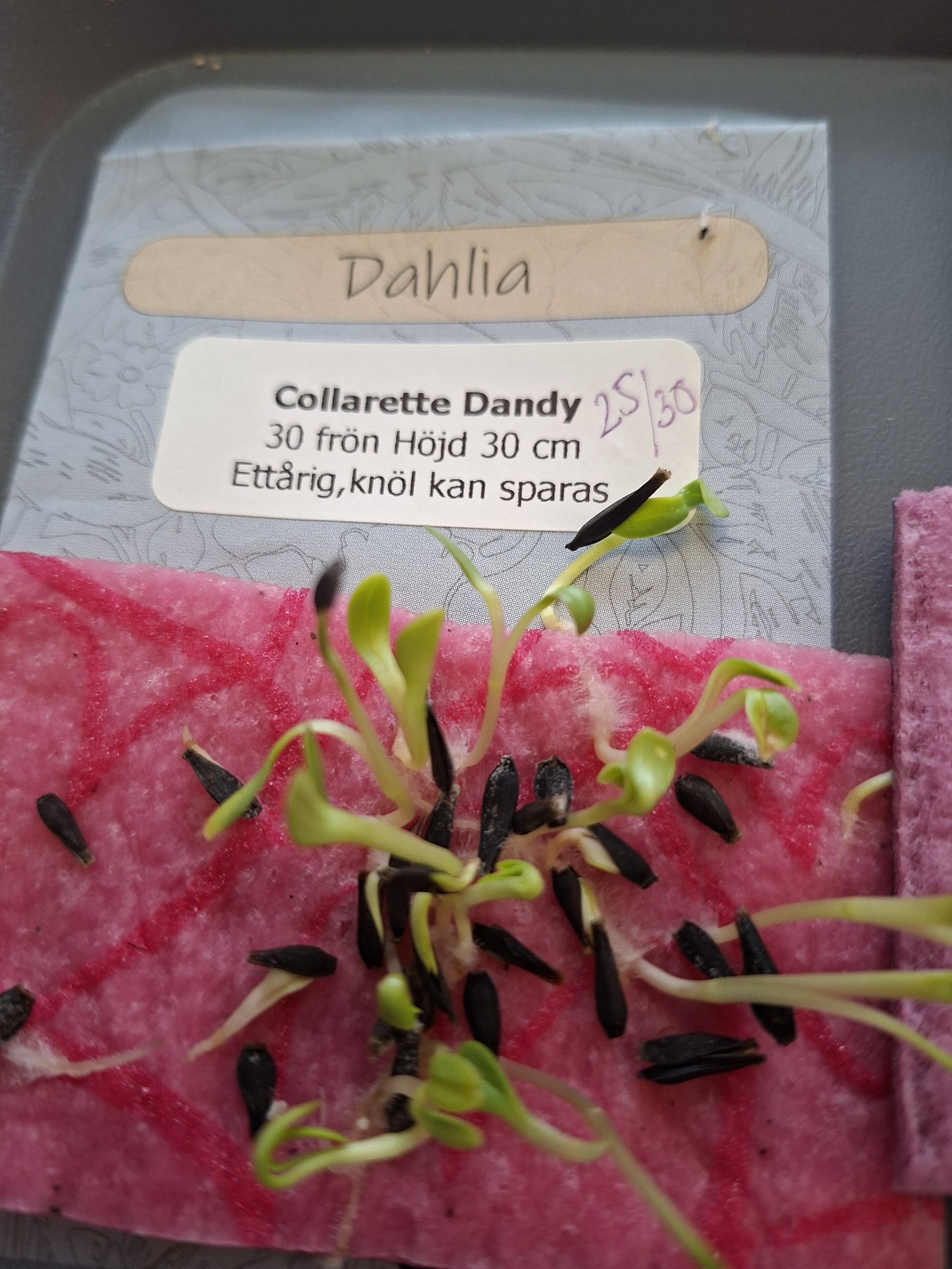 Dahlia Collarette Dandy Mix 30 frön - 6