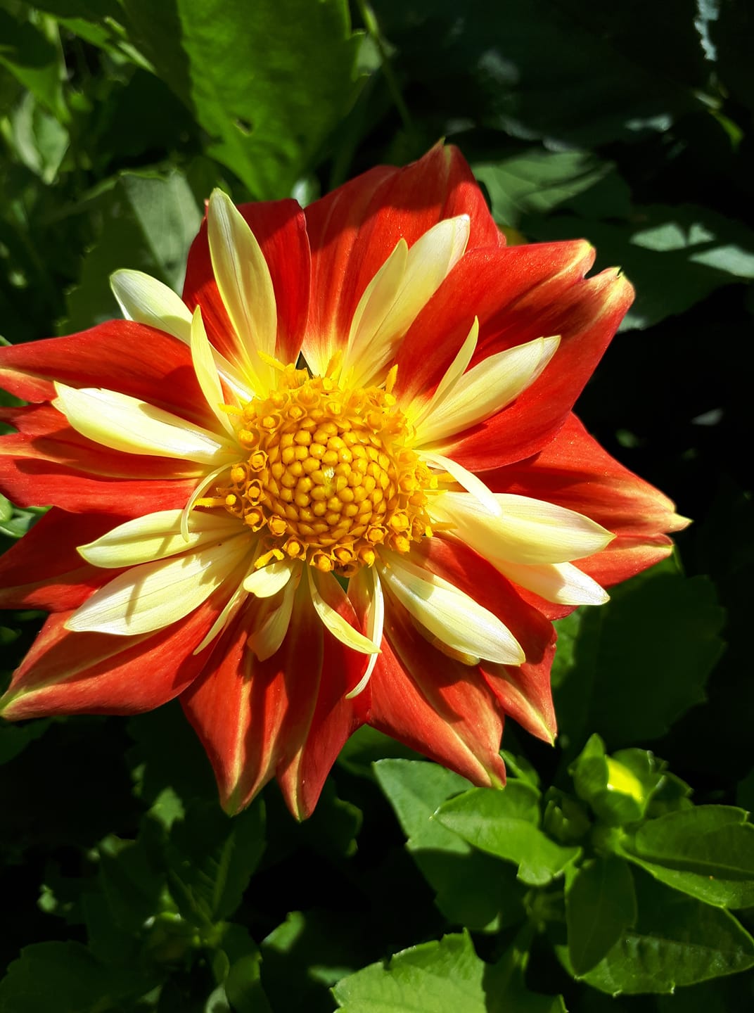 Dahlia Collarette Dandy Mix 30 frön - 2