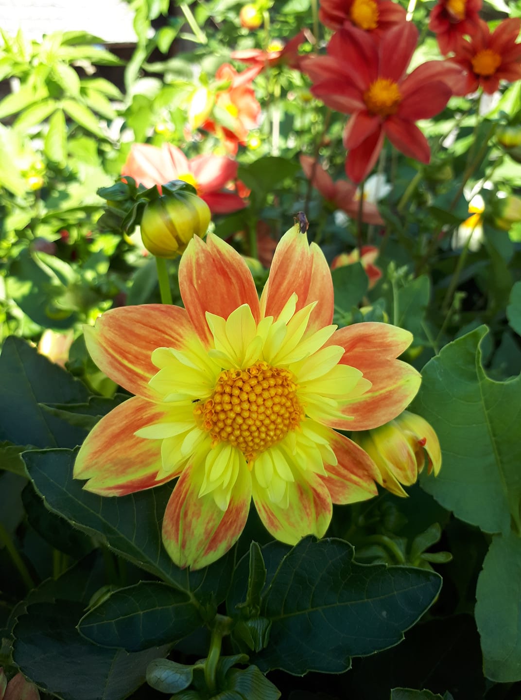 Dahlia Collarette Dandy Mix 30 frön - 3