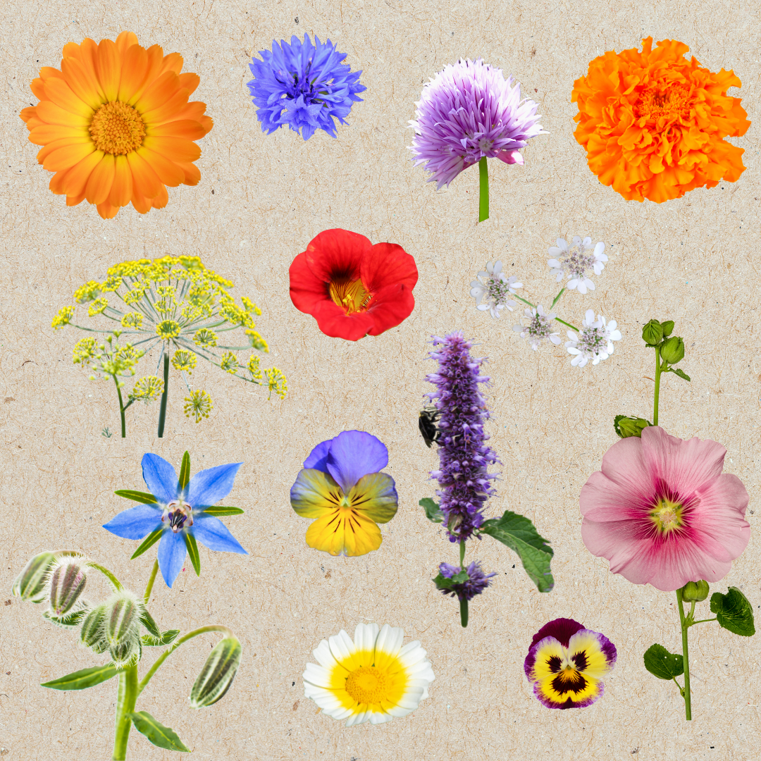 Blomstermix - Ätbara Blommor