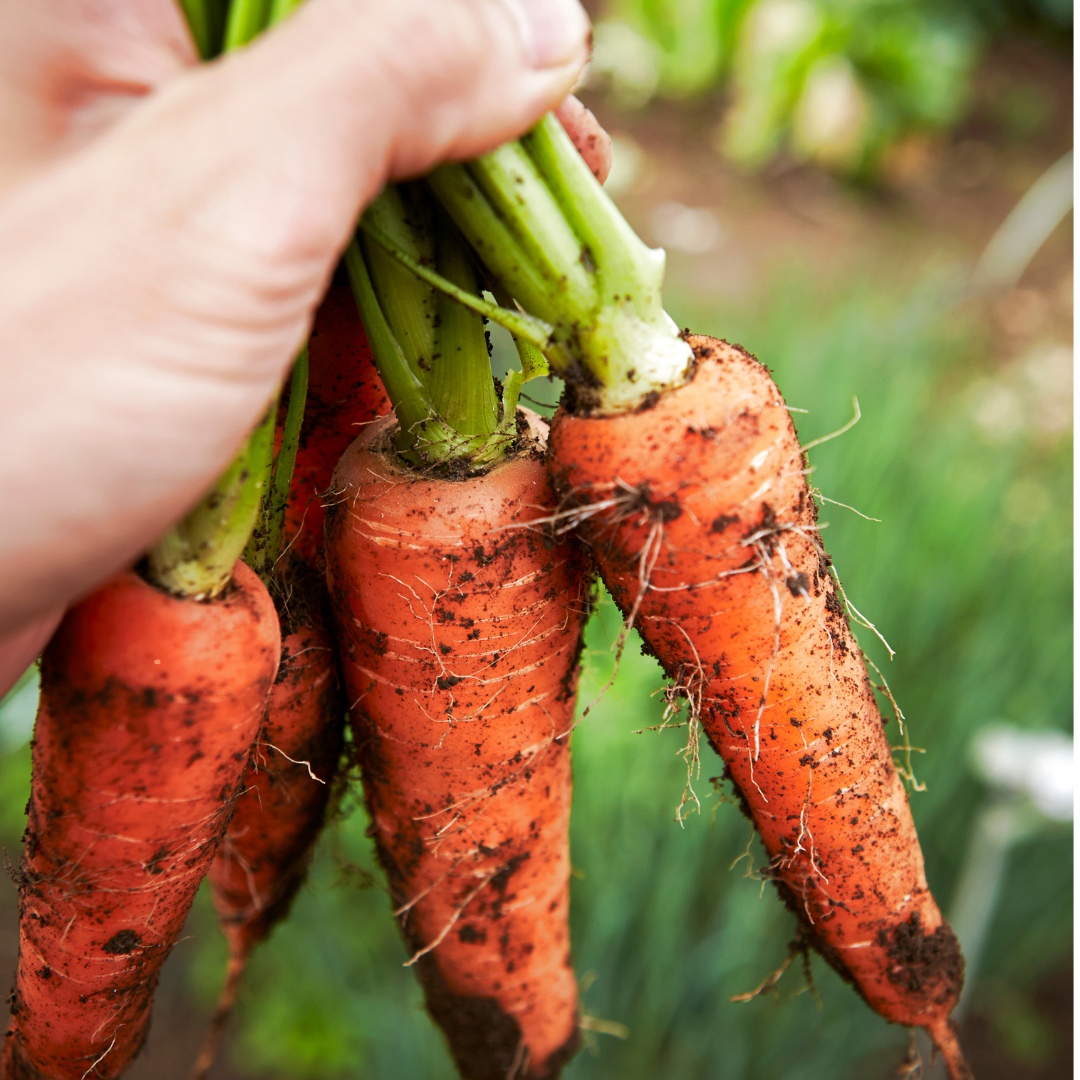 Sommarmorot - Berlicum