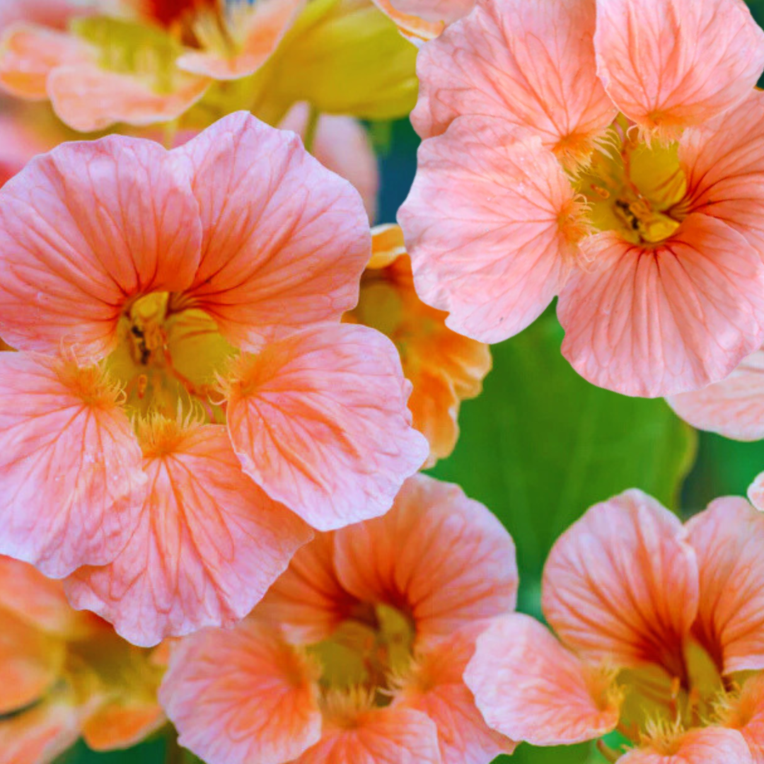 Buskkrasse - Salmon Baby