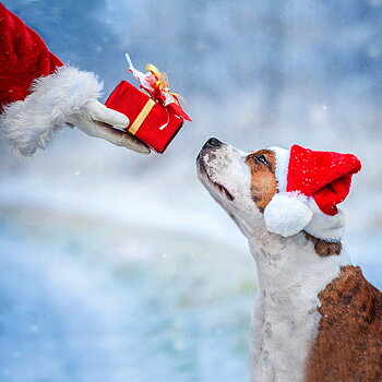 Christmas gift for the dog 