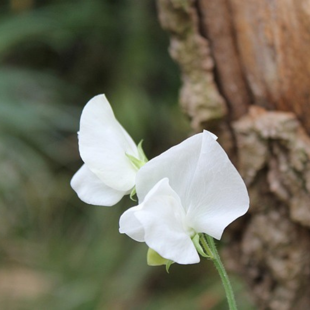 Luktärt - Cuthbertson Janet