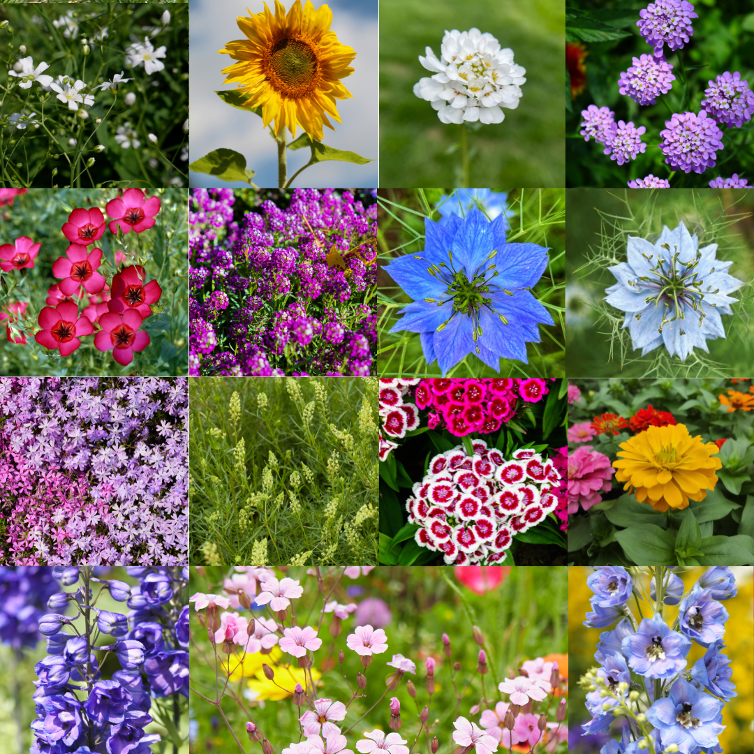 Blomstermix - Japansk Lågväxande Mix - 3