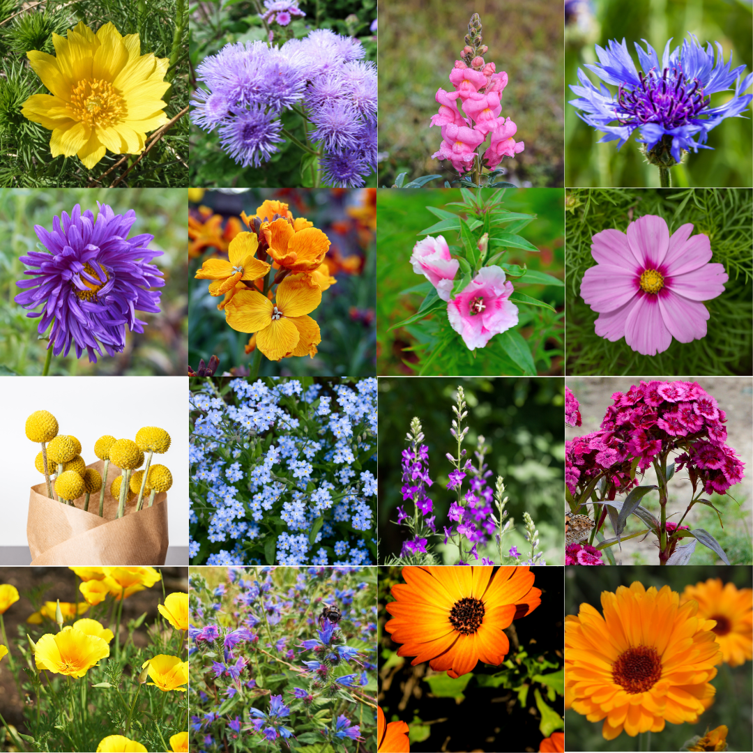 Blomstermix - Japansk Lågväxande Mix